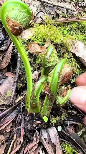 Hand holds curled green fiddlehead fern on forest floor