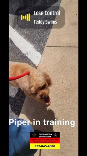 #1 DOG TRAINER 832-845-4680 #dog #puppy #dogcoach #dogtrainer #dogwhisperer