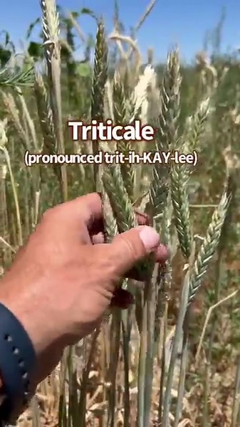 🌱 Triticale #wheat #rye #hay