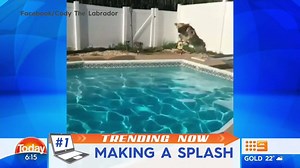 This video of a dog effortlessly diving into a pool is everything. #9Today | TODAY