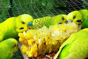 Can Budgies Eat Corn? Is This A Healthy Diet?
