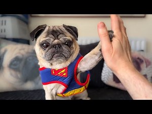 How to Train Your Pug Dog at HOME! 😲 EASY Dog Tricks with Superpug!