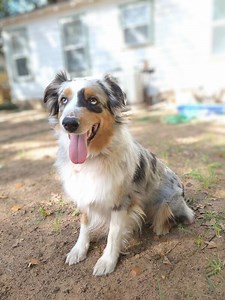 Available Dogs: WA and OR