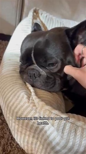 DM-01™ Daily Multivitamin is vet-formulated to help your dog thrive. Its 12 clinically scientifically studied ingredients (commonly deficient in the normal dog diet) deliver core nutritional benefits that proactively address long-term health. Invest in your dog’s future today. | Dog is Human