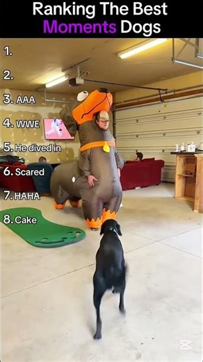 Funniest Dogs Ranking – 8 Dog Behaviors That Are Impossible Not To Laugh At😅😂 #viralvideo