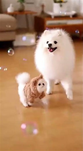 Baby Mochi Jumps and Chases Bubbles Like Crazy! His Teddy Ears Are Adorable 😭🫧🐻大跳猛追泡泡！熊耳朵晃來晃去萌翻天