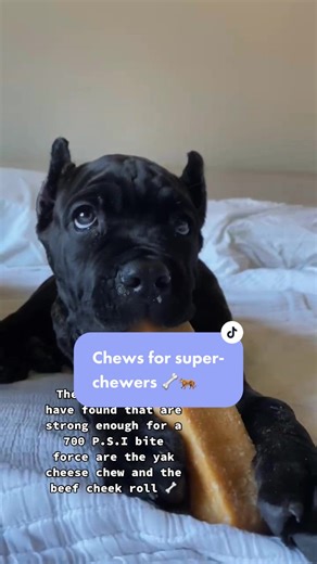 Best Chews for Super Chewers - Strong Enough for 700 PSI Bite Force