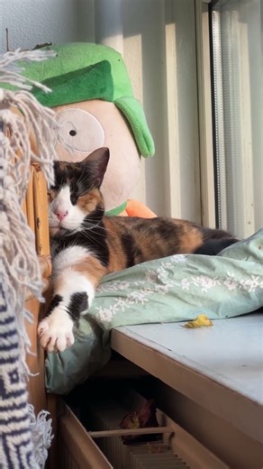 Dreams dreams dreams dreeeeems Mops on dream adventure