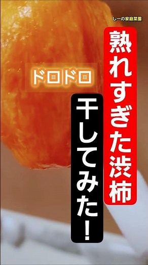 12月の干し柿作り！熟れすぎた渋柿干してみた！渋柿がまだ売ってたらおすすめ♪《しーの家庭菜園＊干し柿2024》