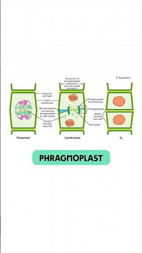 Phragmoplast || #cell #neet #neet2026 #strategy #ncert #phragmoplast #cell #division