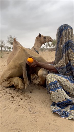 الجميع يتساءلون عمّا سيحدث بعد ذلك. 🐪✨. #animal #camel