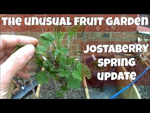 Growing Jostaberry First Spring Update (Jostaberry: Gooseberry x Black Current Hybrid)