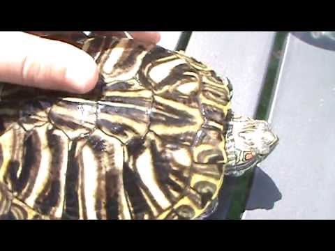 how to treat shell rot on turtles!