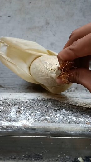 Bird's Feeding ASMR #birds #pigeon #asmr #feeding #kabootar #viralpage #fbreels #viral #post | Amazing Pigeon Tips