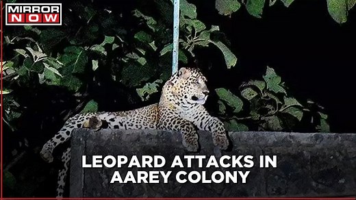 Leopard menace in Mumbai: 14-year boy attacked in Aarey Colony