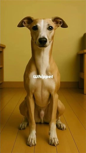Whippet Puppy to Adult Transformation | The Gentle Rocket of the Dog World