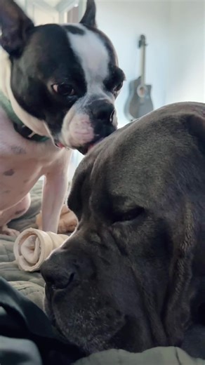 Smidge and Doodle (@smidge_and_doodle)’s videos with original sound - Smidge and Doodle