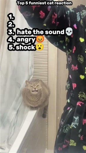 Top 5 Funniest Cats reactions 😂 #funny #Cat #catreaction #shorts