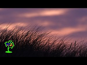 Binaural Beats & Ambient Flute Music – 30 Min Study & Focus Instrumental