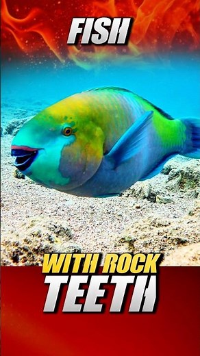 This Fish Turns Coral Into Sand And Nobody Told You #animalfacts #funfact #facts #sharkfacts #shorts