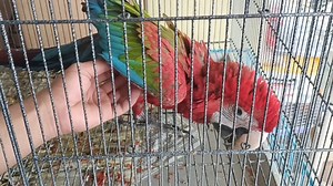 2.2K views · 69 reactions | blue and gold macaw breeding setup | New...