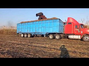 cortando caña con máquina cosechadora zafra2023