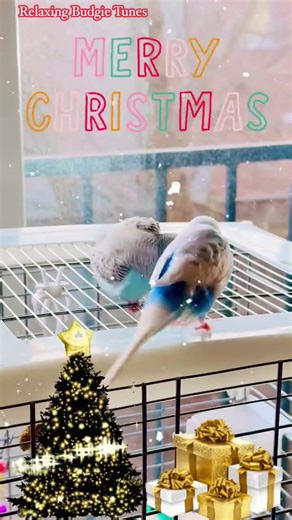 Happy Budgies. #relaxingbudgietunes #budgiemoments