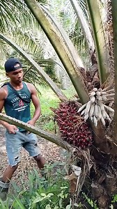 427K views · 435 reactions | Cutting a palm tree | Entertainment Africa | Facebook