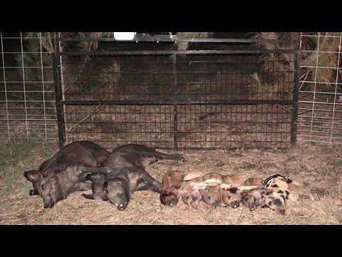 JAGER PRO™ Hog Trapping (21)- Capture Success Matrix™ Efficiency