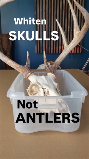 Hunter Richardson on Instagram: "Best way to whiten anything with antlers without using high concentration hydrogen peroxide (H2O2)"