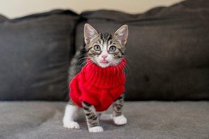 Are cat clothes necessary in cold weather? What to consider