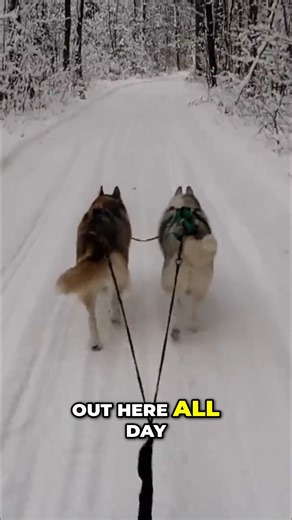 Snow Dogs Vlogs on Instagram: "There is nothing quite like the rush of dog sledding! This is a throwback to 2019—Memphis and Shelby’s first run of the season after a fresh Michigan snowfall. Since Shelby was scheduled for surgery just a few days later, we made sure to get out on the trails and enjoy the winter powder while we could. The bond you build while working as a team with your dogs is truly an amazing feeling. Whether it’s the first snow of the year or the last run of the season, these m