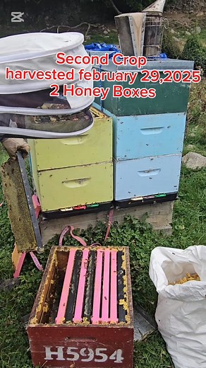 Good Queen's never fails. 16 hives × 5 boxes = 80 boxes of honey. Mangaweka, New Zealand. Always be thankful for what nature gives us. 🙏 #fbreels23 #fbreelsvideo #filipinobeekeeper #superstronghive #BeekeepingJourney #beekeepingnewzealand #beekeeperslife #viralchallenge #beekeeper #beekind #beekeeping #beehive #beekeepingtips Part 4 | Beekeeping Journey