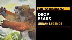 Drop bears: Urban legend, or is there truth behind the tales? | ABC News - The Global Herald