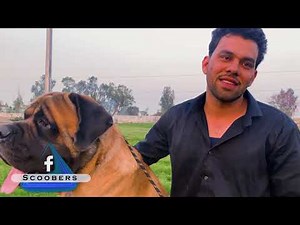 English Mastiffs Gang ❤️ | English Mastiff Dog Breed | Giant Dog Breed | Dog Kennel | Scoobers