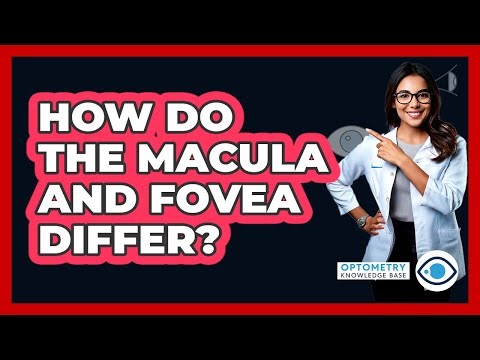 How Do The Macula And Fovea Differ?