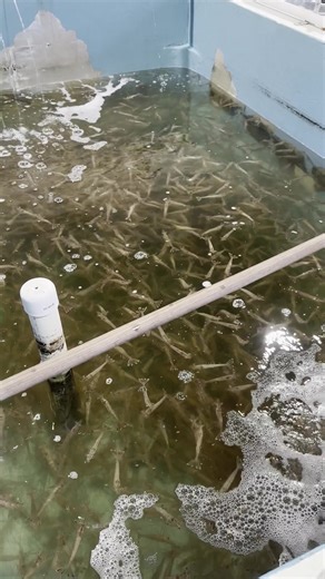 Exploring Exotic Fishing Techniques in New Video