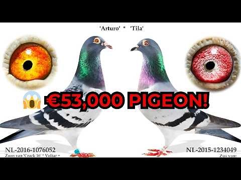 Leideman Racing Pigeons | €53,000 Han Fei & Elite PIPA Auction Breakdown
