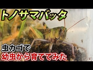 【超簡単】トノサマバッタを虫カゴの中で幼虫から育ててみた