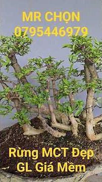 MR CHON | #0795446979 | BEAUTIFUL UNIQUE FOREST-STYLE WATER JASMINE (MCT) FOR SALE AT A GREAT PRI...