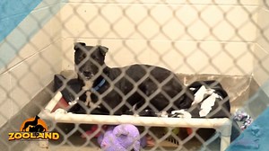 Starving Senior Dog Felt Defeated When He Is First Rescued Until His Tail Started Wagging