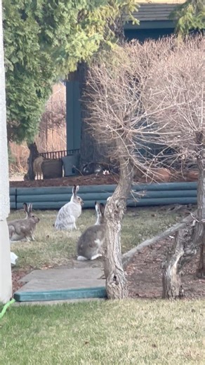 11K views · 143 reactions | Spotted: some fluffy friends soaking up the sunshine! Can you blame them? ☀️!  I Love Canada  | I Love Canada | Facebook
