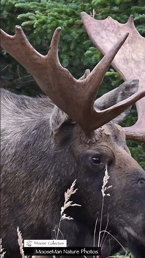 Moose Antlers Close Up Nature's Majesty in Stunning Detail #bullmoose #moosevideo #moosefights