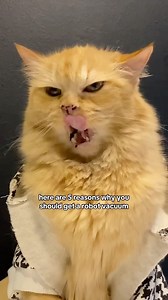 4.2K views · 53 reactions | “My paws deserve the best!”  No need worry about cleaning your home, let Freo Z Ultra do it for you! This robot vacuum has both vacuum and mop function. If you have multiple cats in your home, this will be so helpful. ✨ zero tangling feature ✨ avoid obstacles ✨ mop function Keep your home and your paws clean! @narwal.sg is currently having an 11.11 discount, get it today!  #narwal #robotvacuum | tutiandyuki | Facebook