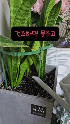토양수분측정기 하나면 더 이상 죽이지 않아요! #식물초보#식물고수#토양수분측정기#토양습도계#꿀템 #일상