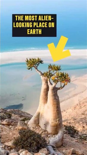 Socotra: the most alien-looking island on Earth