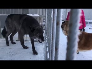 Face-off Alabai vs Canadian Wolf — the biggest wolf in the world! 😱