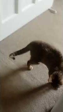 My cat is fixated on the tiniest insect