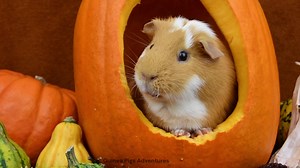 1.1K views · 227 reactions | I bet that wasn't the best bite 藍 | Guinea Pigs Adventures | Facebook