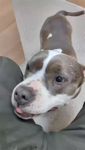 Candyshoundrescueinternational on Instagram: "ZuiZui 🩷🩷🩷 Let’s get her out of China Zuizui needs £400 to leave China Bank Transfer You can also donate directly to our bank account: Candy Hound Rescue International Sort Code: 30-90-89 Account number: 35882460 rescue@candyshoundrescue.org PayPal Text to donate Just send the word "candy" and the amount you would like to donate e.g. (candy10) to 70450 Registered Charity Number 1179928"